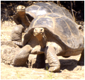 2 Galapagos turtles